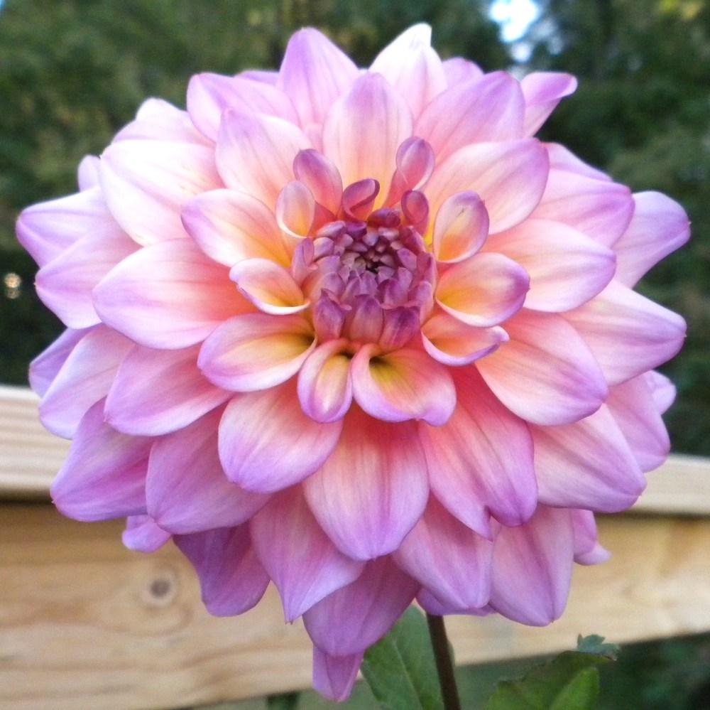 Photo of the bloom of Dahlia 'Bahama Mama' posted by vic