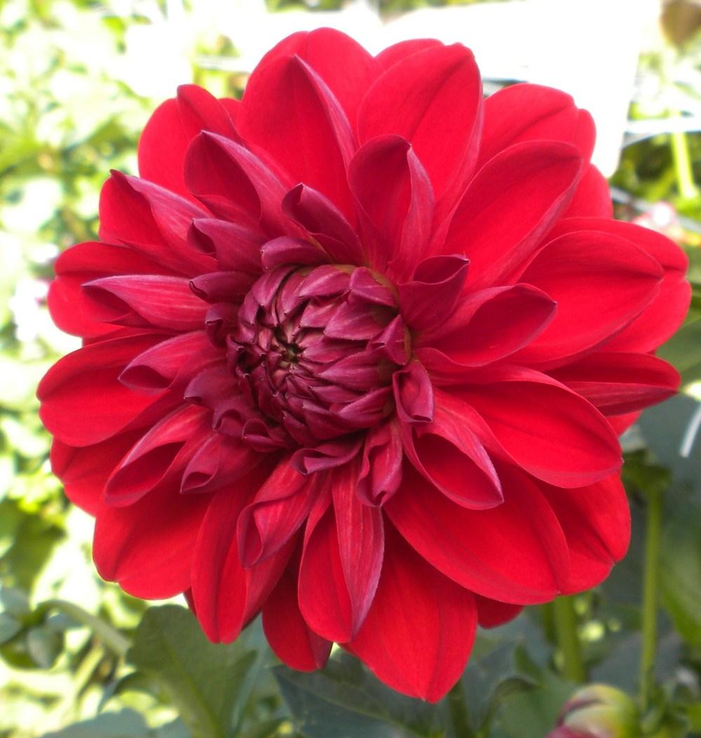Dahlia 'Alpha America' in the Dahlias Database