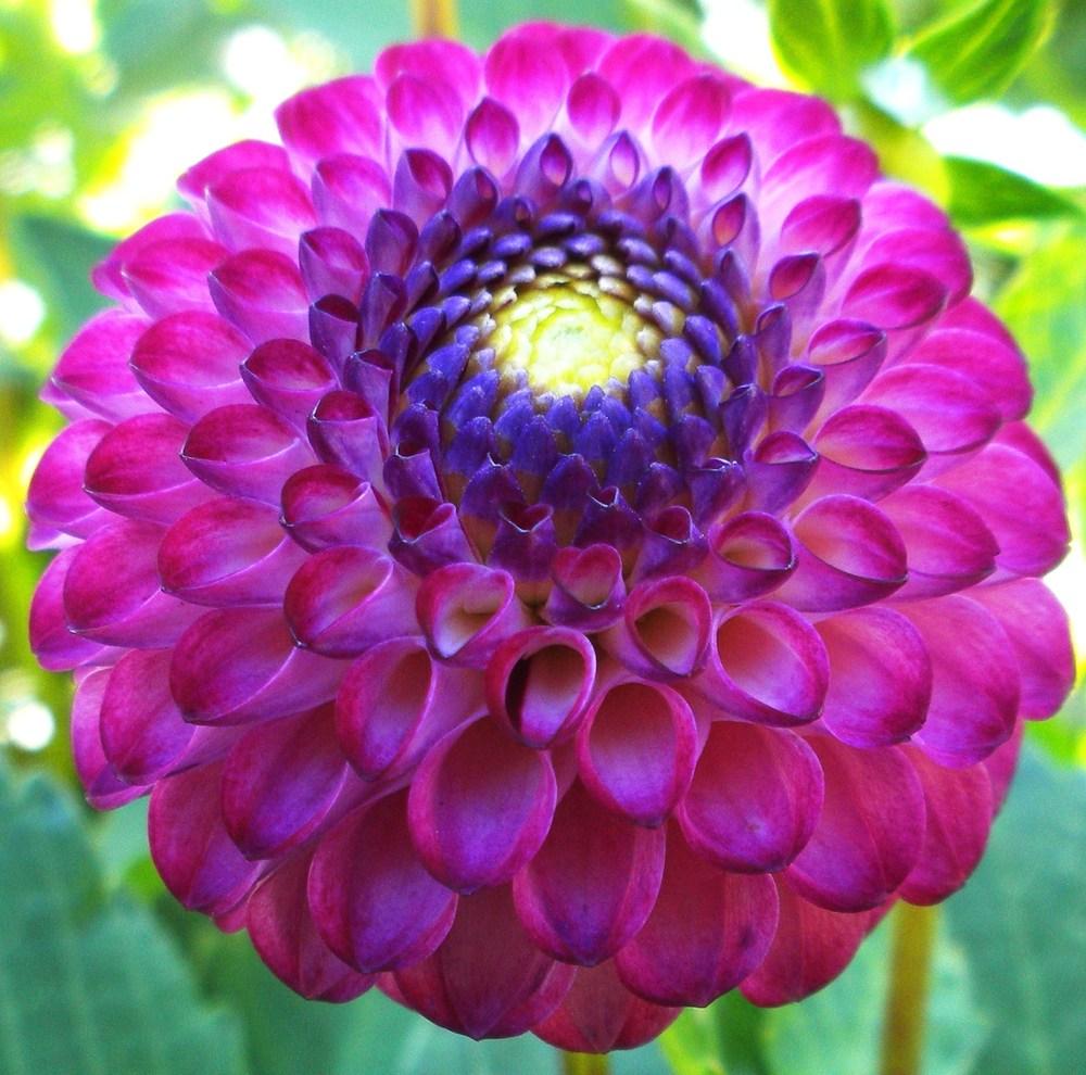 Photo of the bloom of Dahlia 'Irish Miss' posted by vic