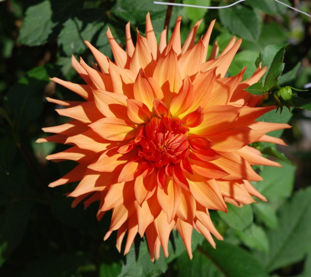 Photo of the bloom of Dahlia 'Woodland's Wildthing' posted by vic