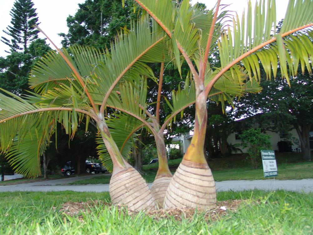 Bottle Palm (Hyophorbe lagenicaulis)
