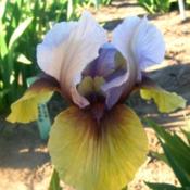 Photo courtesy of Blue J Iris Used with permission.