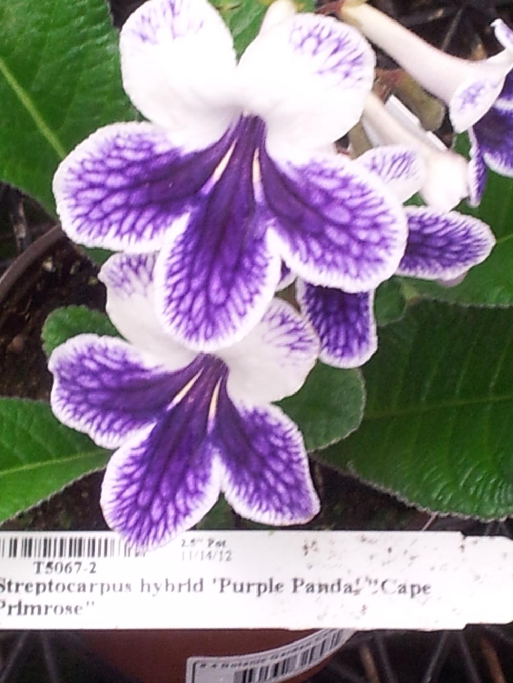 Cape Primrose (Streptocarpus 'Purple Panda') in the Cape Primroses Database