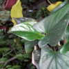 Top sides of glossy leaves (about 3\" long)