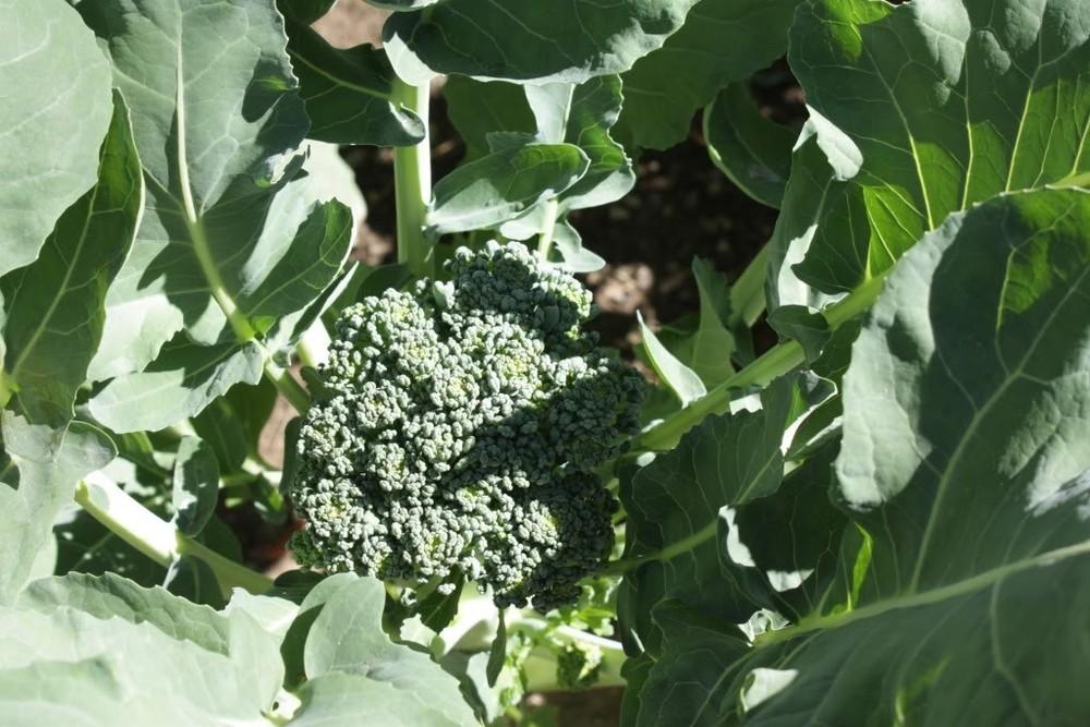 Photo of the entire plant of Broccoli (Brassica oleracea 'Di Cicco