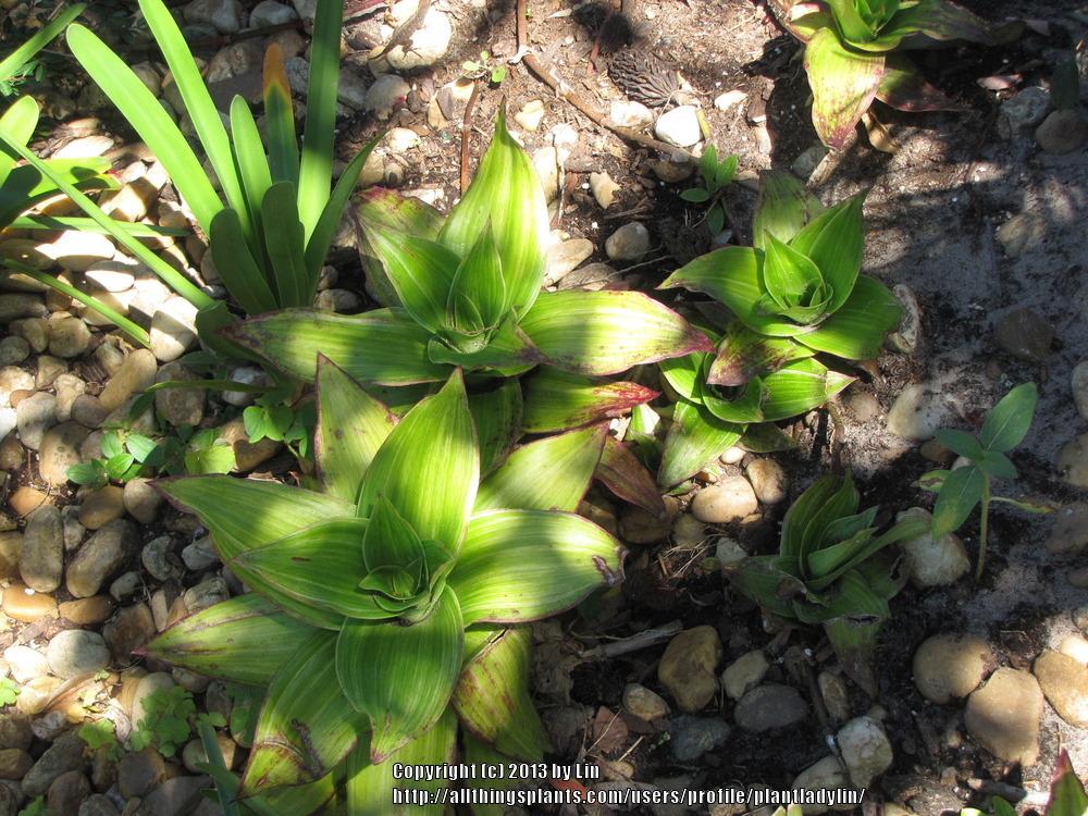 Photo of the entire plant of Variegated Basket Plant (Callisia fragrans