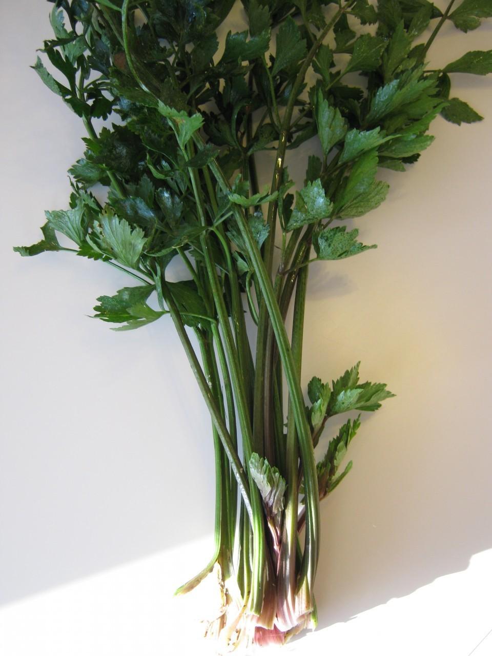 Celeries Plant Care and Collection of Varieties