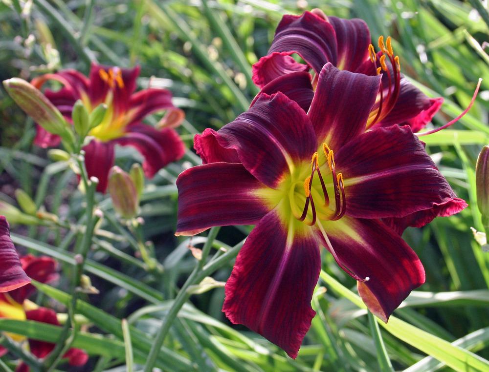 Daylily (Hemerocallis 'Two Cats Dreaming') in the Daylilies Database