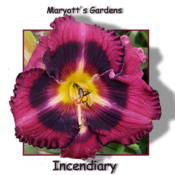 Photo courtesy Maryott's Gardens. Used with permission.