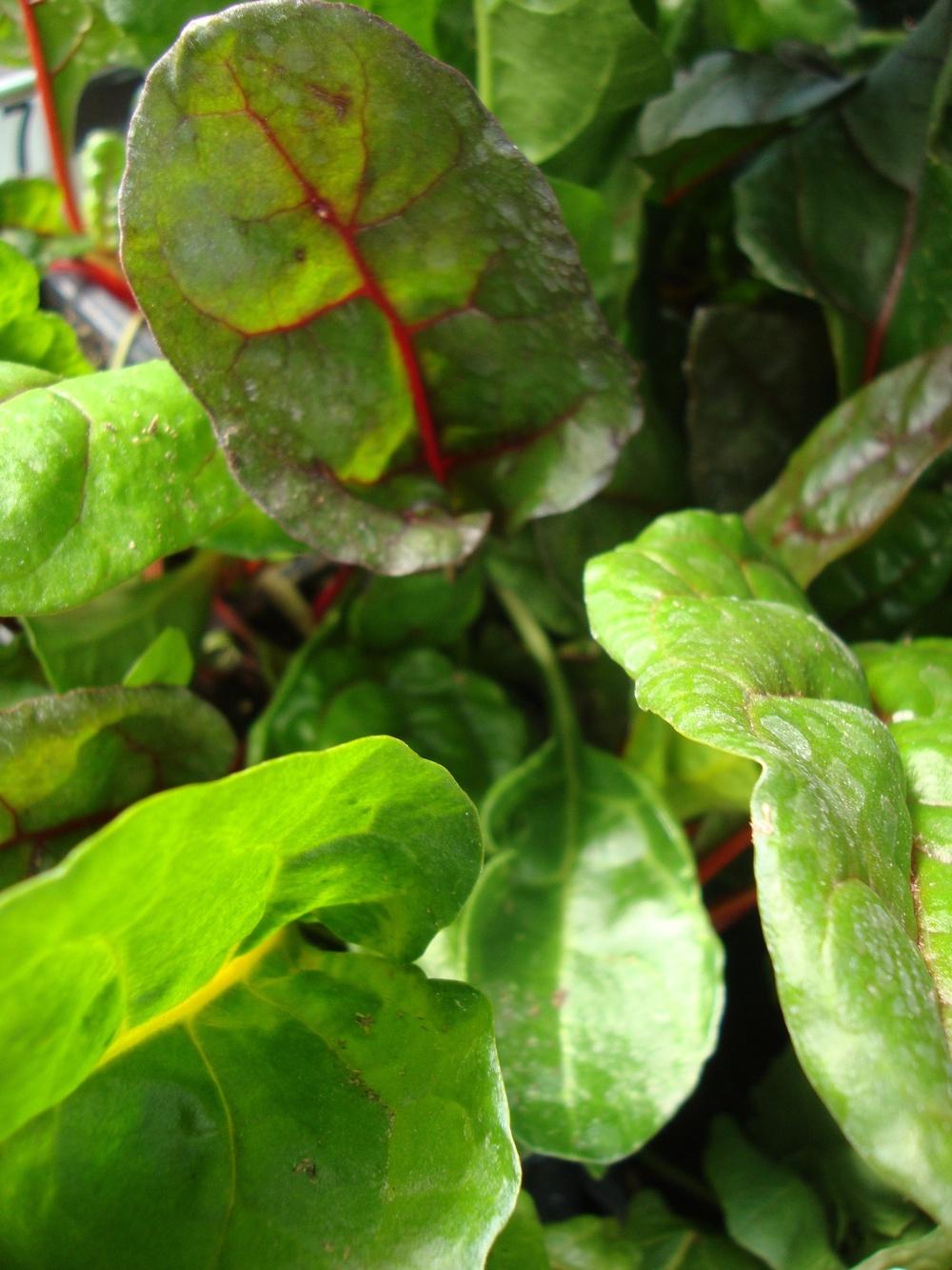 Swiss Chards: Plant Care and Collection of Varieties - Garden.org