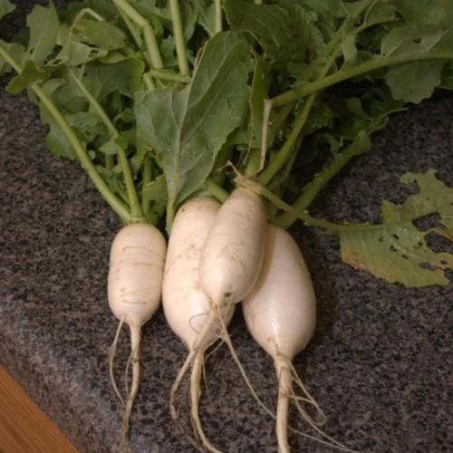 Turnip (Brassica rapa subsp. rapa 'Navet des Vertus Marteau') in the Turnips Database