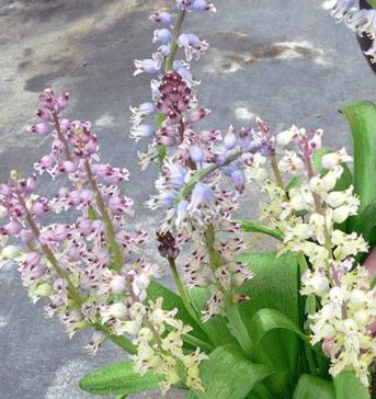 TÌNH YÊU CÂY CỎ ĐV 5 - Page 73 Cc5dd1