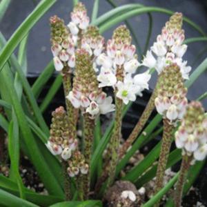 TÌNH YÊU CÂY CỎ ĐV 5 - Page 78 D5a92a-300