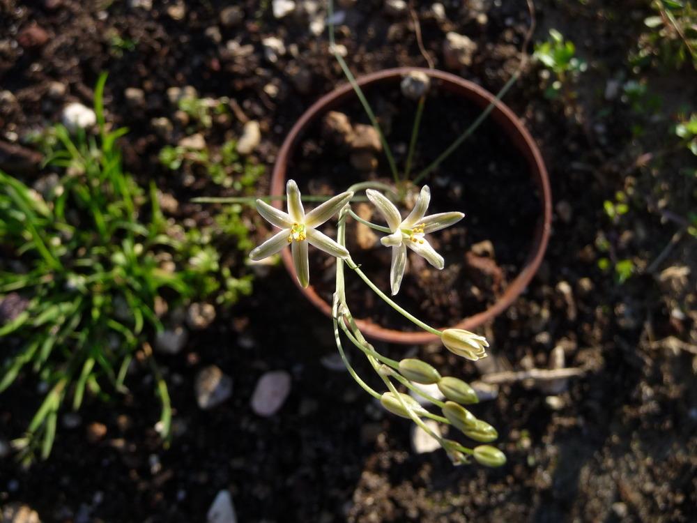 TÌNH YÊU CÂY CỎ ĐV 5 - Page 86 7a8f69