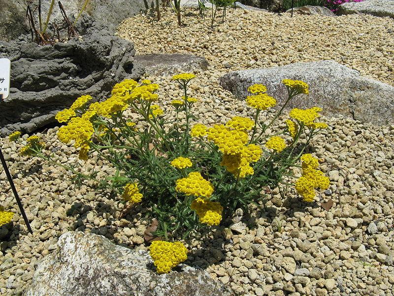 Photo of the entire plant of Woolly Yarrow (Achillea tomentosa 'Golden Fleece') posted by