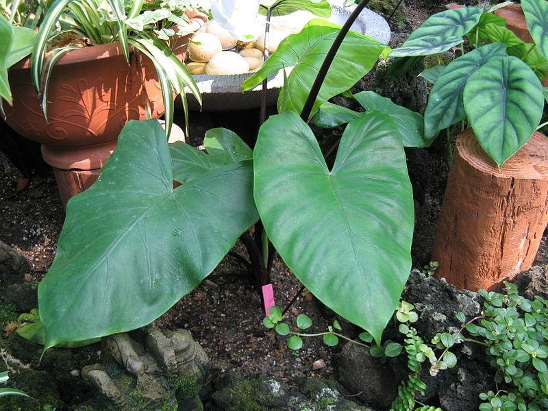 Upright Elephant Ear (Alocasia macrorrhizos 'Black Stem') in the