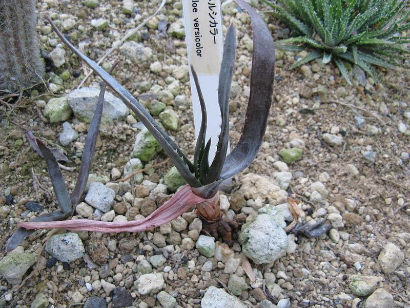Aloe (Aloe versicolor) in the Aloes Database
