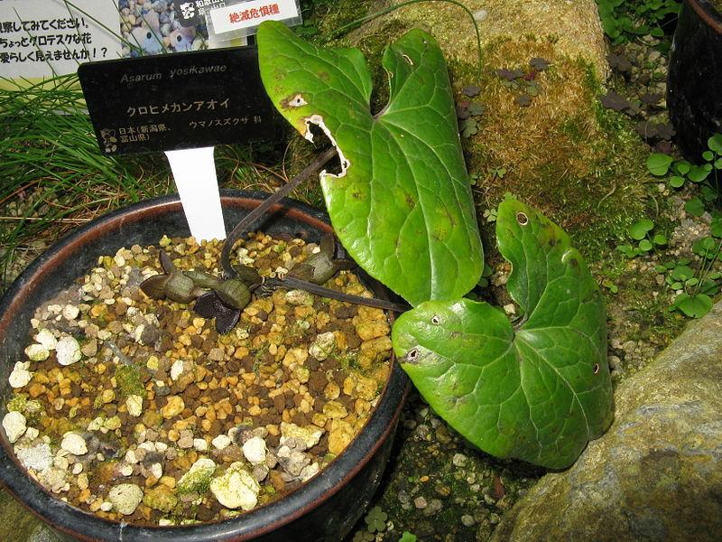 Wild Ginger (Asarum yoshikawae) in the Wild Gingers Database