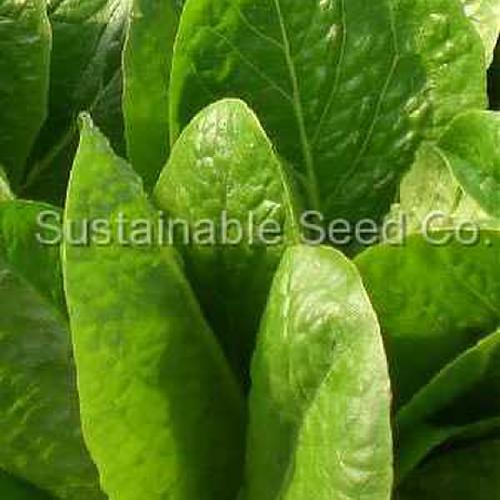 Lettuce (Lactuca sativa 'Jericho') in the Lettuces Database