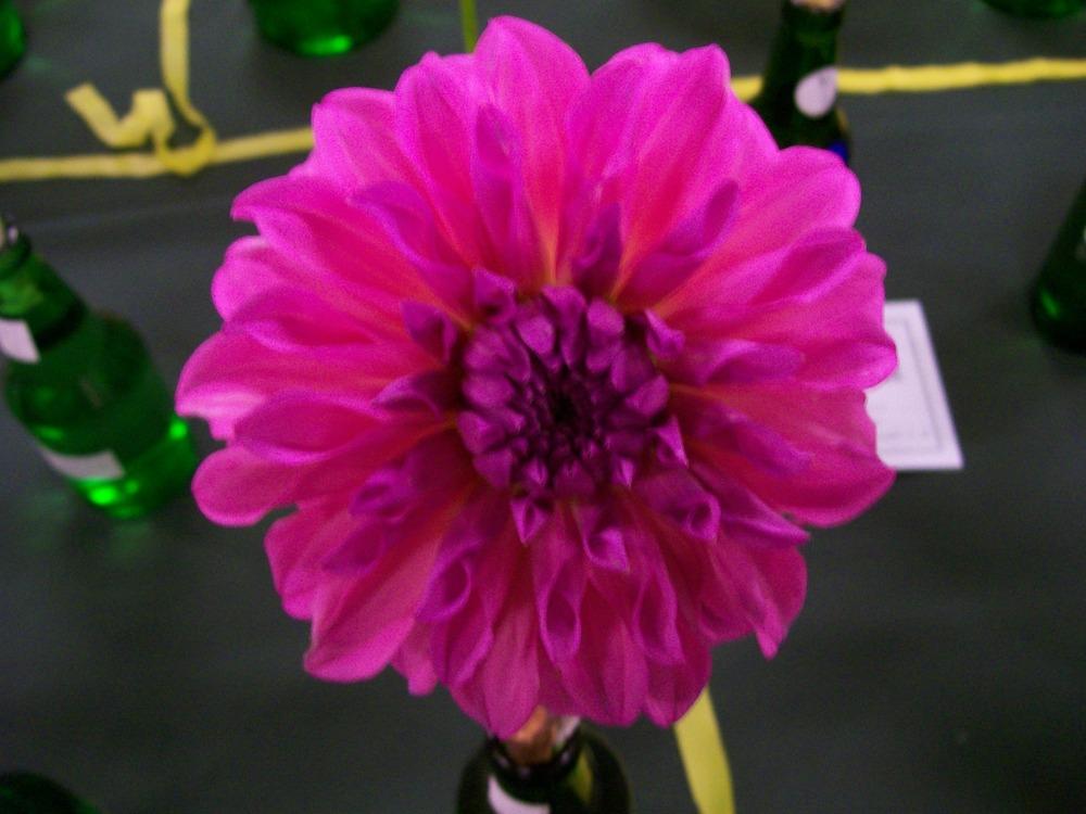 Dahlia 'Formby Crown' in the Dahlias Database