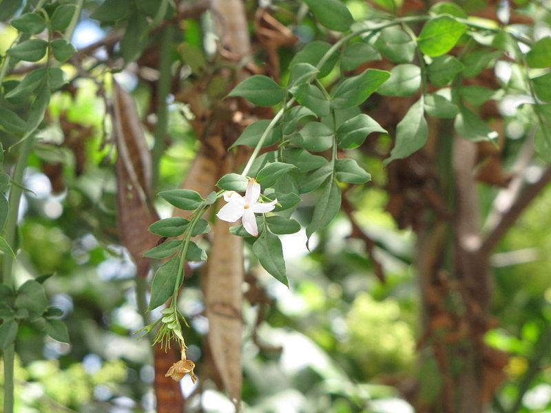 Royal Jasmine (Jasminum grandiflorum)