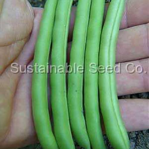 Aazon.co: Slenderette Bush Bean Seeds, NON Go 500+ Seeds, Great Tasting and Healthy