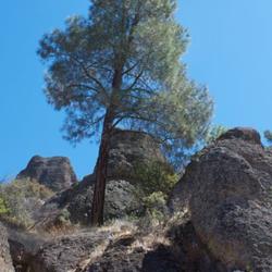 Location: Keanae Arboretum, Maui, Hawaii.
Date: Pinnacles National Monument, California.
photo by: Kristina D.C. Hoeppner