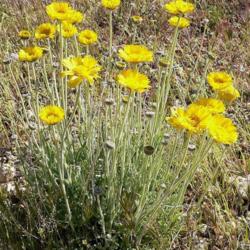 Location: Red Rock Canyon, Nevada.
Date: April
photo by Stan Shebs