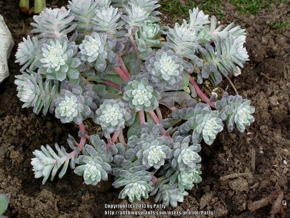 Sedum Spathulifolium Purpureum