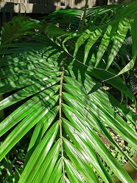Palm (Burretiokentia vieillardii)