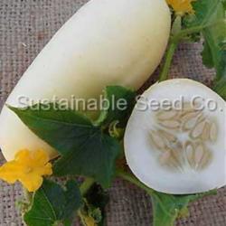 Cucumber (<i>Cucumis sativus</i> 'White Wonder')