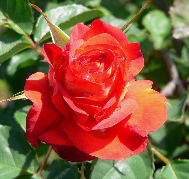 Rose (Rosa 'Lydia 1973') in the Roses Database - Garden.org