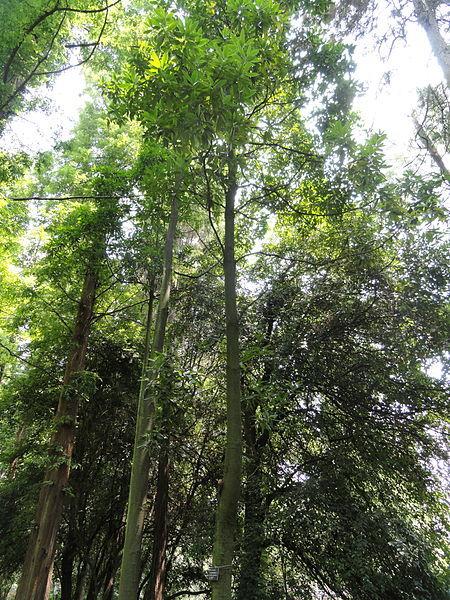 Magnolia (Magnolia yunnanensis) in the Magnolias Database