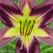 Location: RavenCroft GardenDate: 2010-07-19 