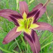 Location: RavenCroft GardenDate: 2010-07-19 