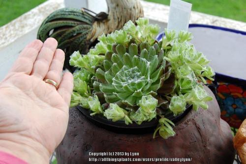 Thumb of 2013-04-10/valleylynn/e4e7e1