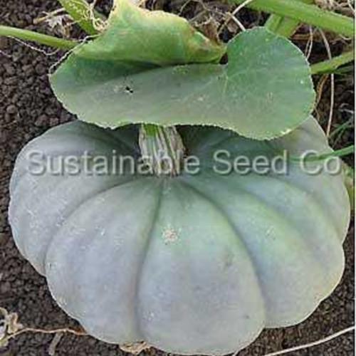 Winter Squash (Cucurbita maxima 'New Zealand Blue') in the Gourds