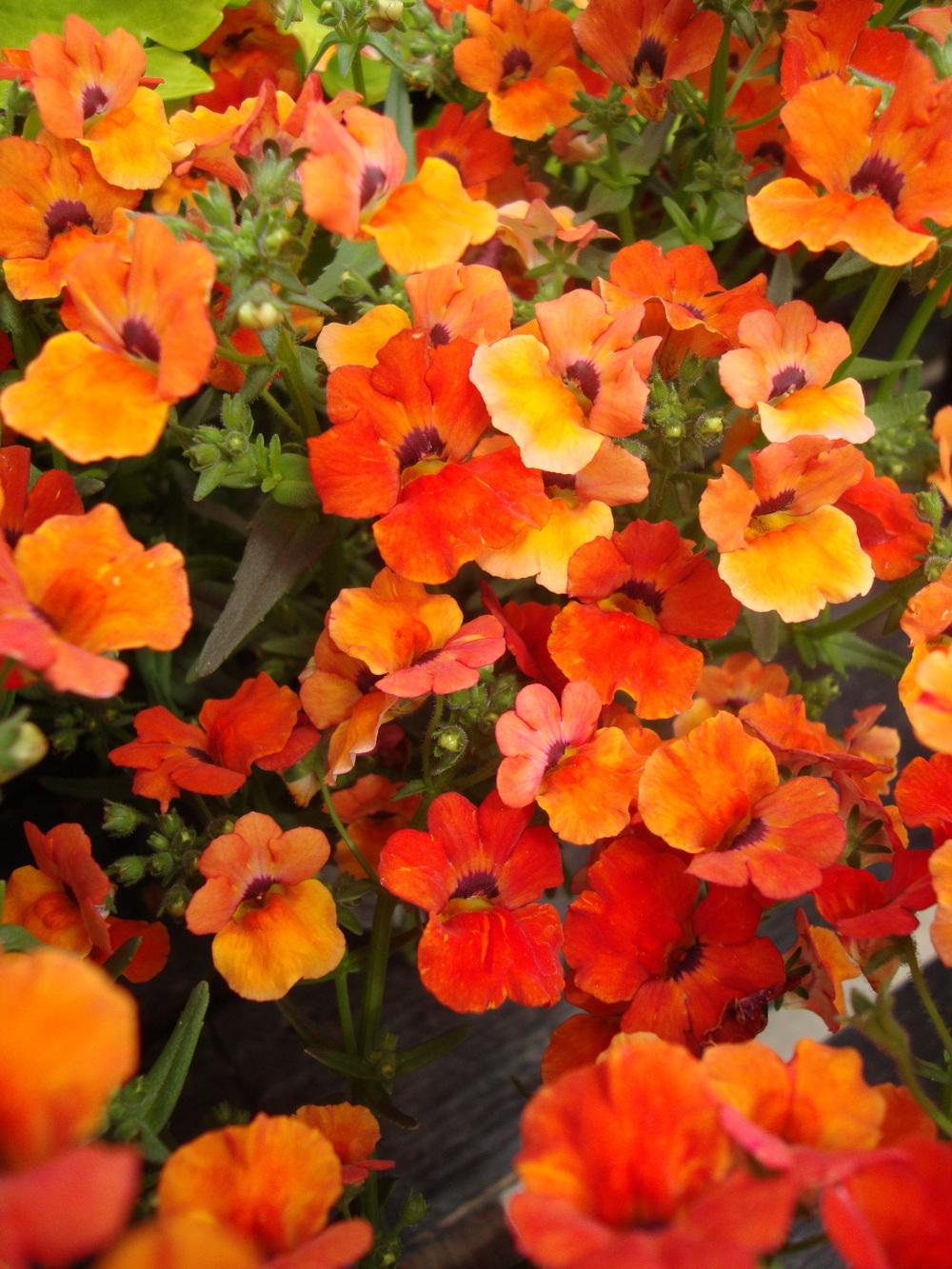 Photo of the bloom of Nemesia Angelart® Orange posted by Paul2032