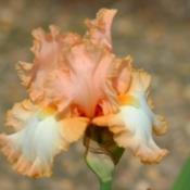 Tall Bearded Iris (Iris ‘Barbara My Love’) in the Irises Database
