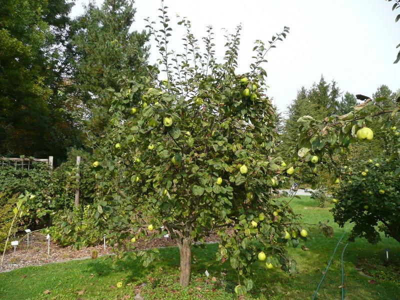 Photo of the entire plant of Quince (Cydonia oblonga 'Portugiesische