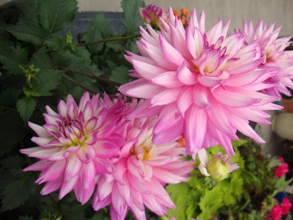 Photo of the bloom of Dahlia XXL Aztec™ Veracruz posted by Paul2032