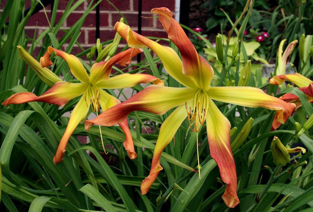 Photo of the bloom of Daylily (Hemerocallis 'Dream Catcher') posted by