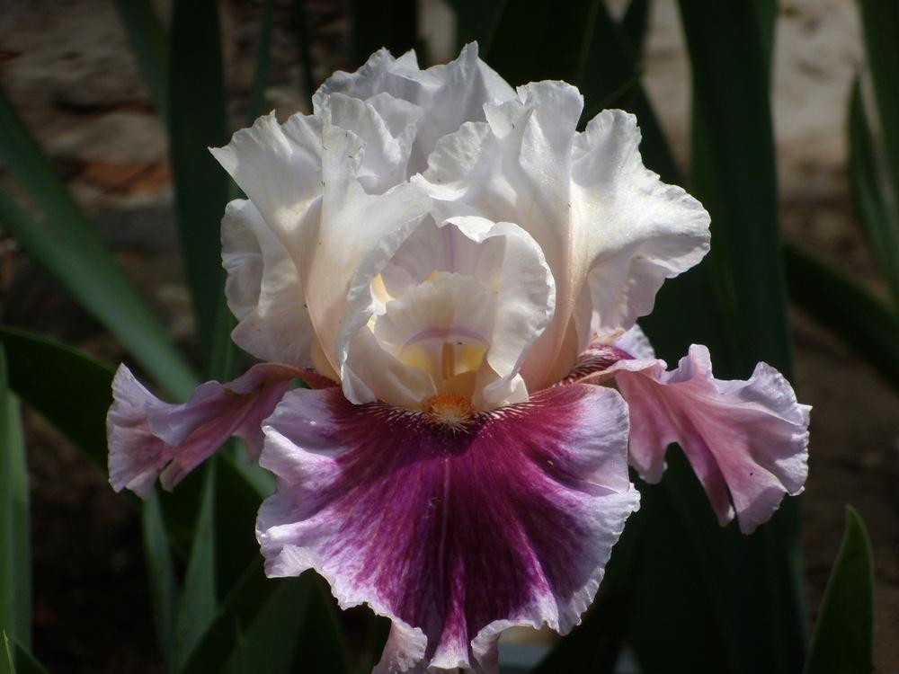 Tall Bearded Iris (Iris 'Strawberry Freeze') in the Irises Database