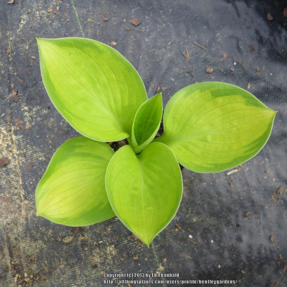 Hosta Liner sale....streaked hostas in the Classifieds and Group Buys