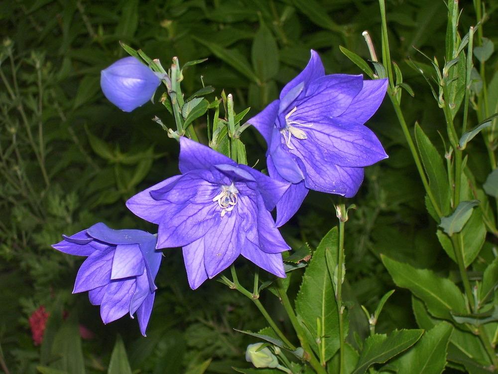 Photo of the bloom of Balloon Flower (Platycodon grandiflorus 'Hakone ...