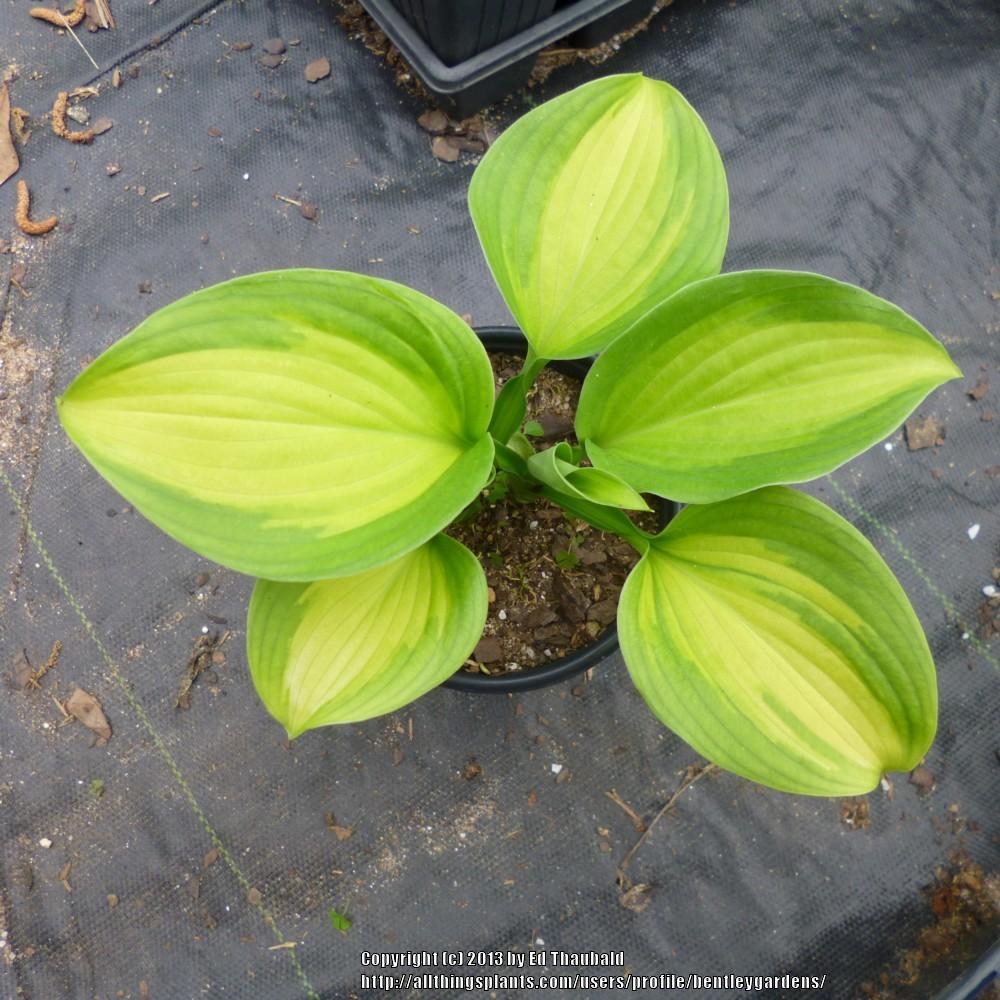 Hosta Liner sale....streaked hostas in the Classifieds and Group Buys