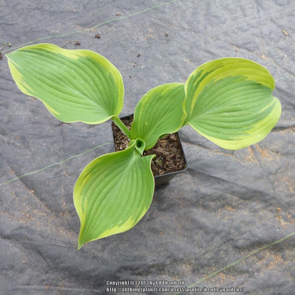 Hosta Liner sale....streaked hostas in the Classifieds and Group Buys