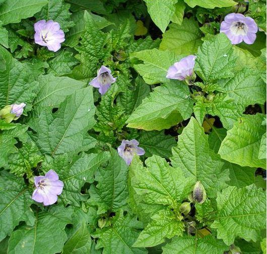 Nicandra 'Black Chinese Lantern'