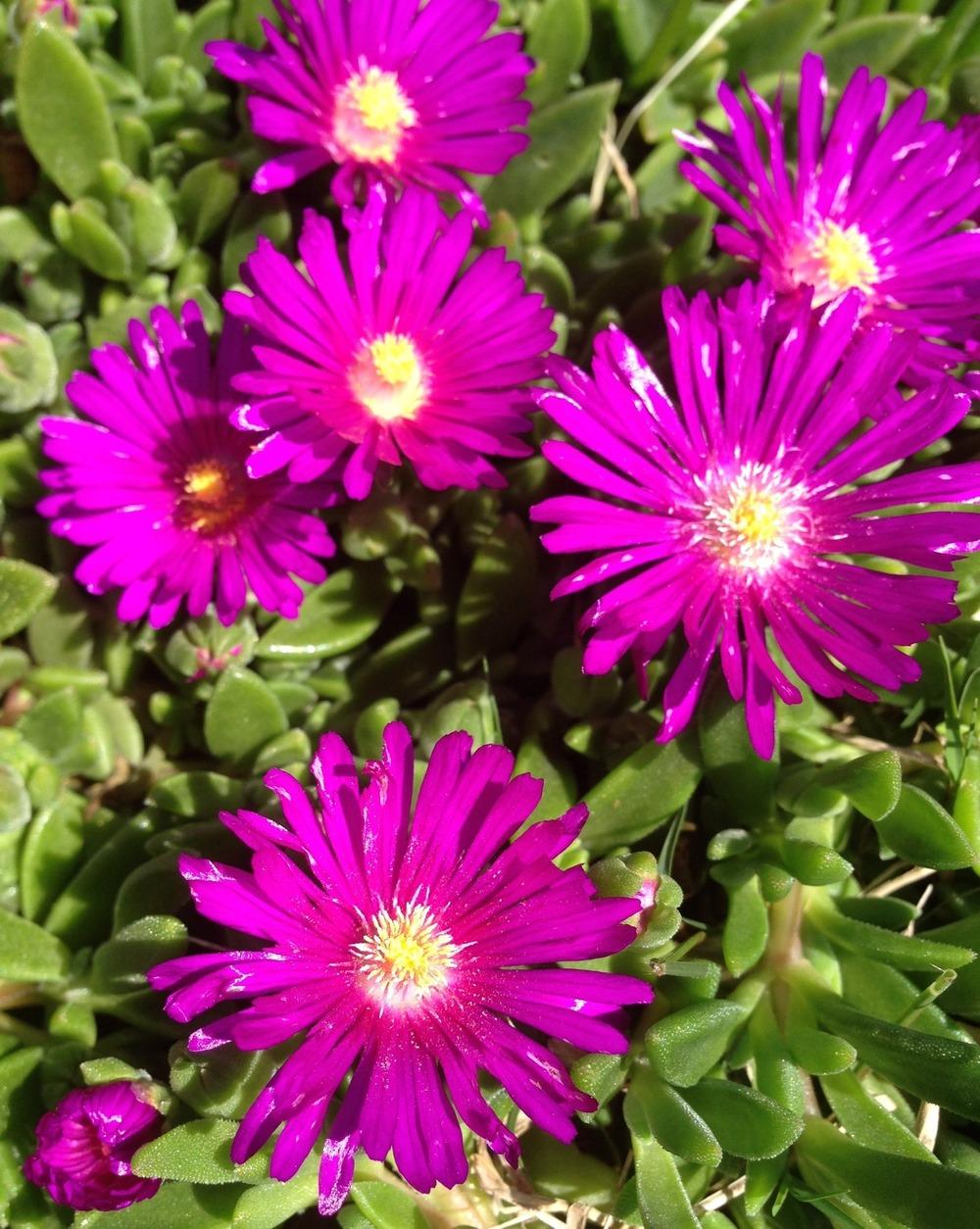 Photo of the entire plant of Ice Plant (Delosperma