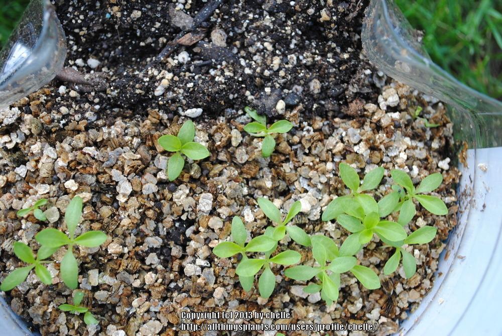 Photo of the seedling or young plant of Maltese Cross (Silene